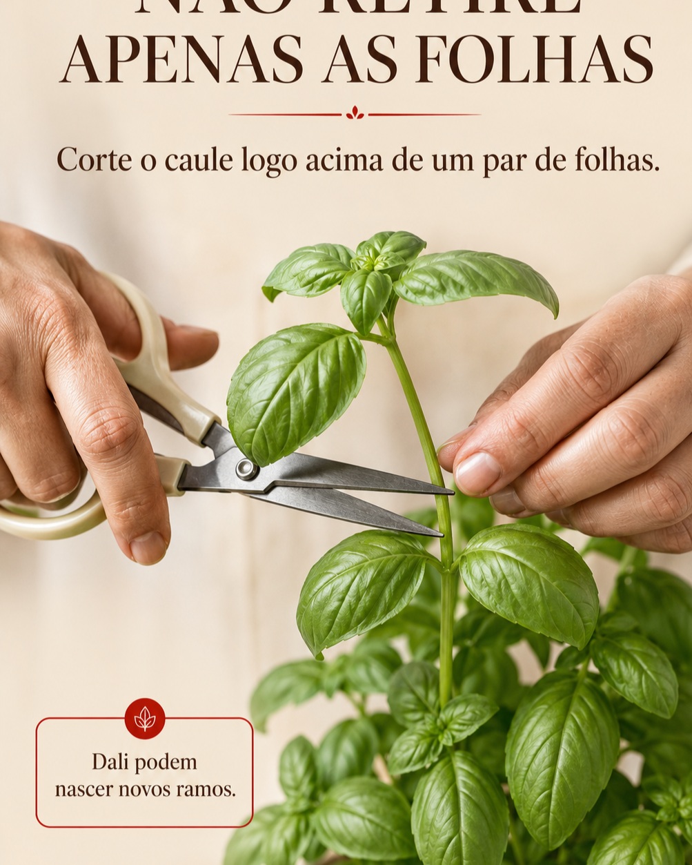 Mãos podando o caule de um manjericão com uma tesoura limpa